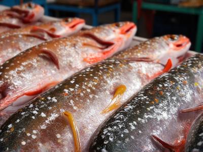 Ikan Segar Harian